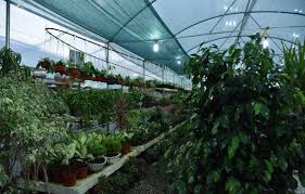 پرورش گیاهان با محصولات بیشتر